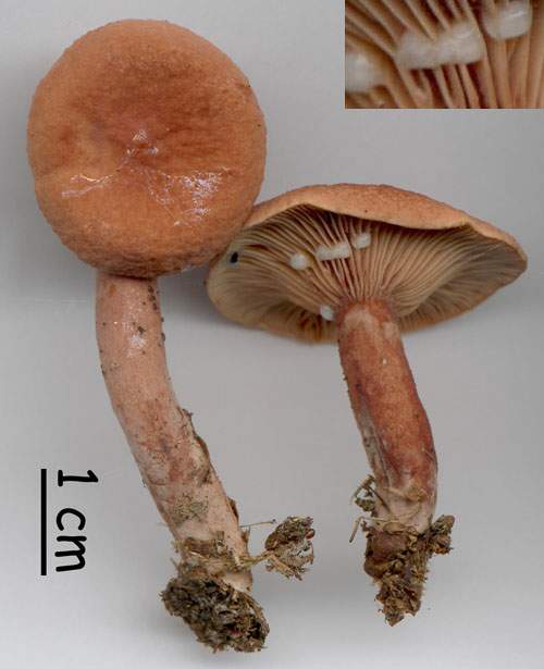 Lactarius cremor